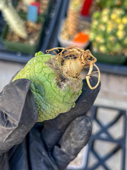 Migiurtinus Balls (#7~8) | Imported Cactus | Rare Succulent