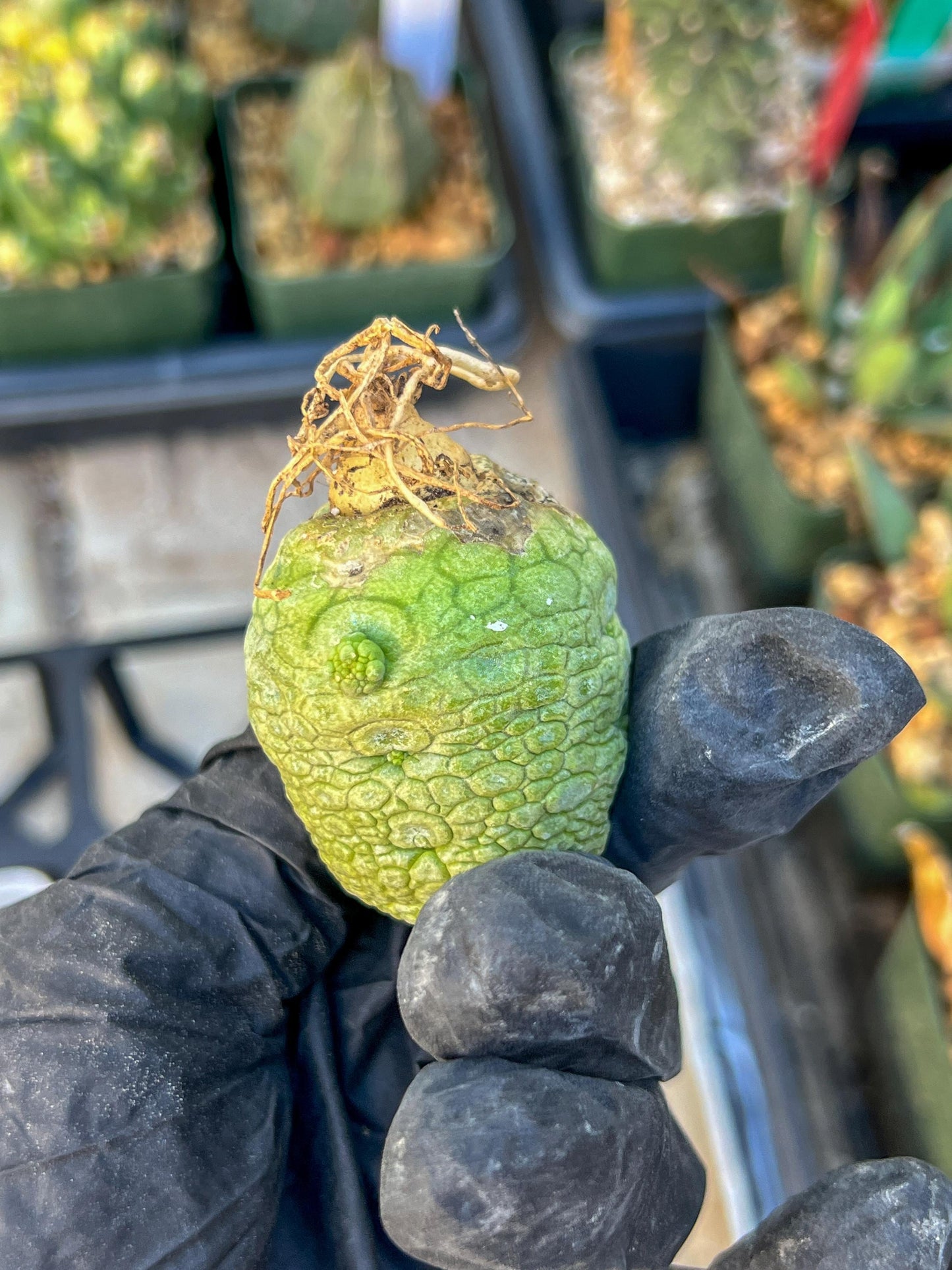 Migiurtinus Balls (#7~8) | Imported Cactus | Rare Succulent