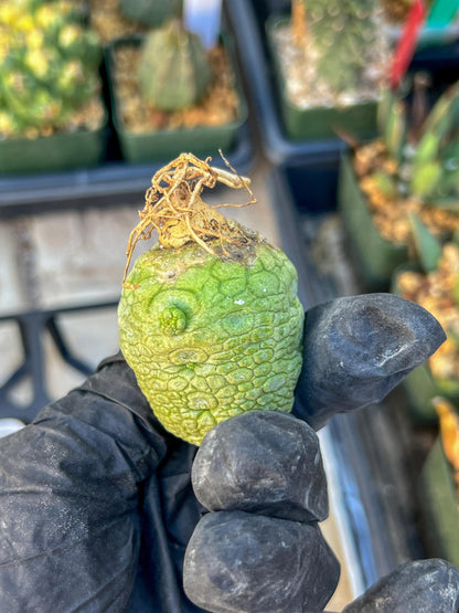 Migiurtinus Balls (#7~8) | Imported Cactus | Rare Succulent