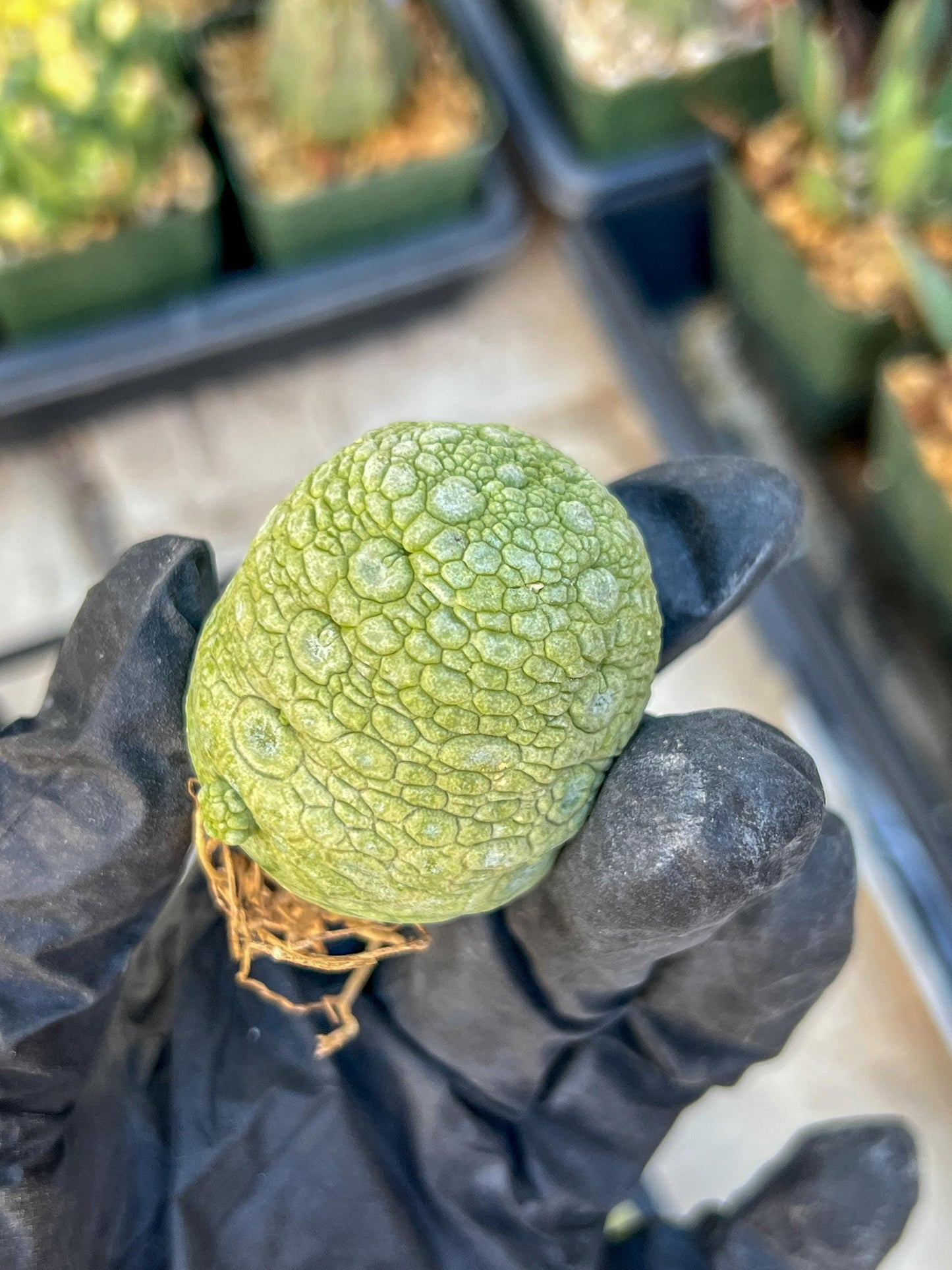 Migiurtinus Balls (#7~8) | Imported Cactus | Rare Succulent