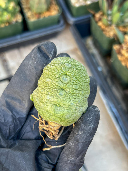 Migiurtinus Balls (#7~8) | Imported Cactus | Rare Succulent