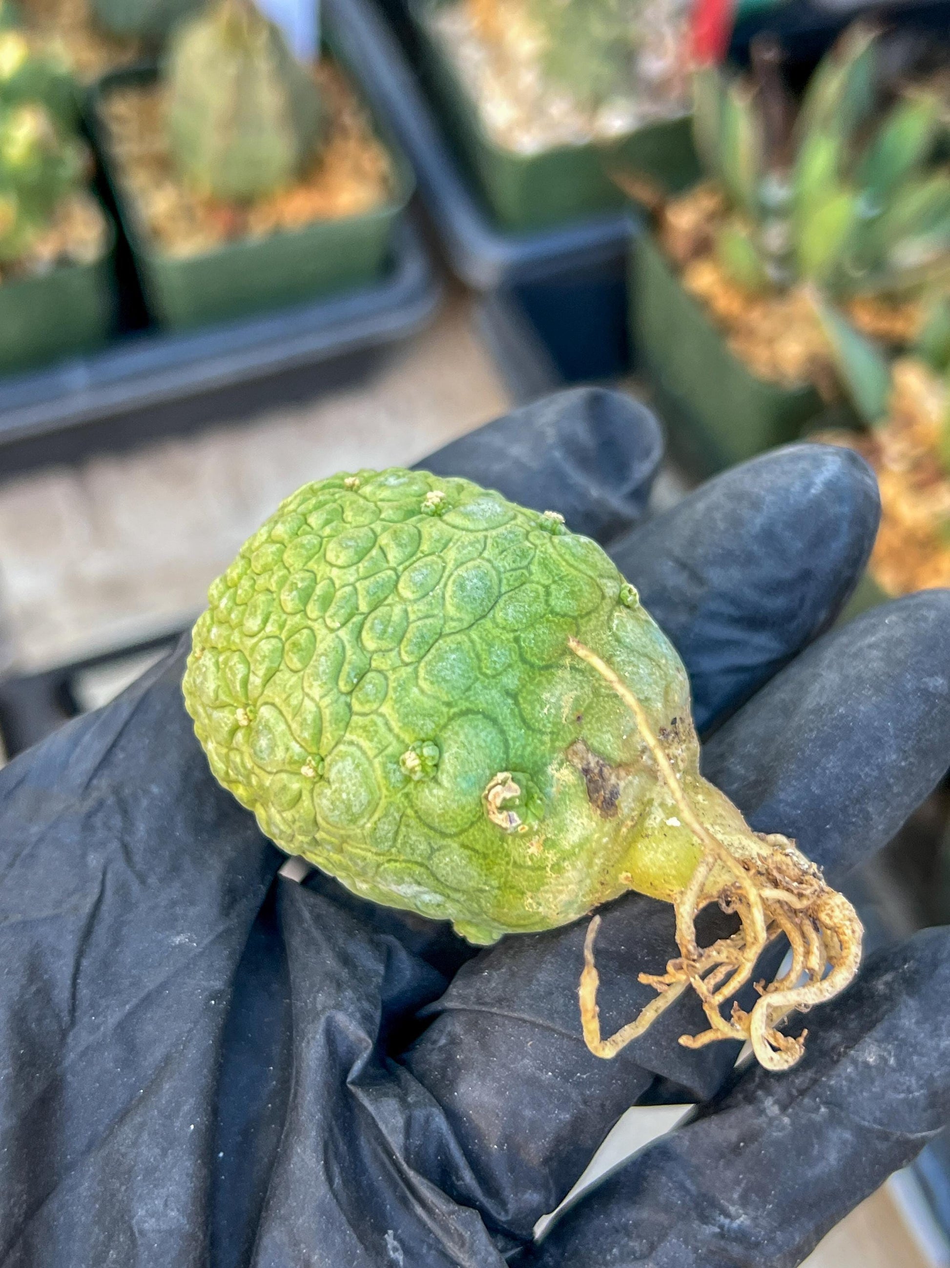 Migiurtinus Balls (#5~6) | Imported Cactus | Rare Succulent