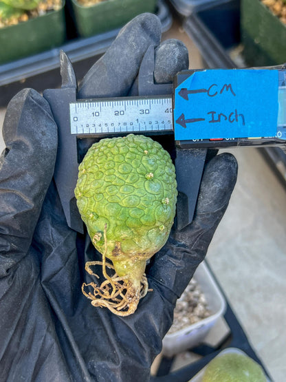 Migiurtinus Balls (#5~6) | Imported Cactus | Rare Succulent