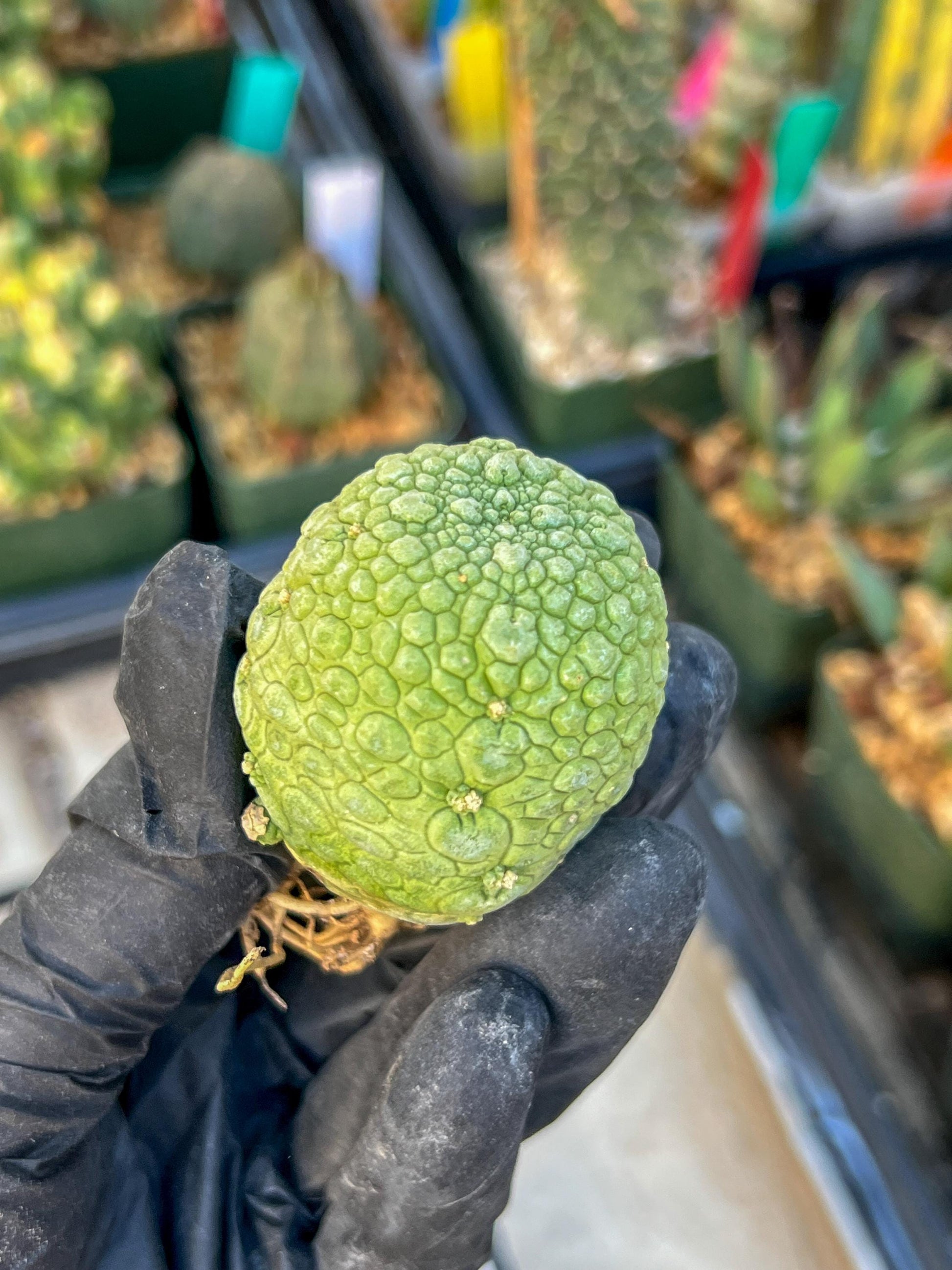 Migiurtinus Balls (#5~6) | Imported Cactus | Rare Succulent