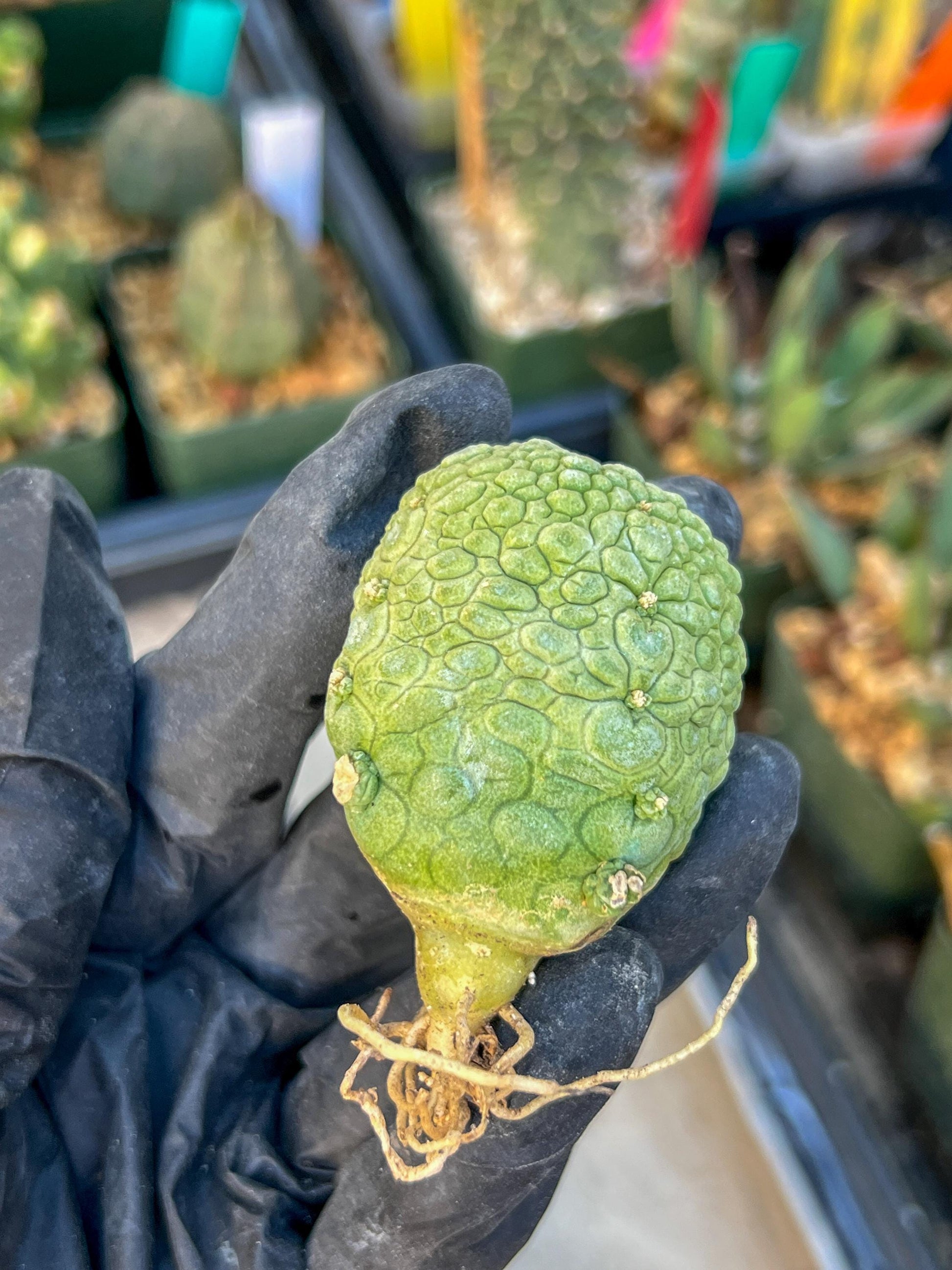 Migiurtinus Balls (#5~6) | Imported Cactus | Rare Succulent