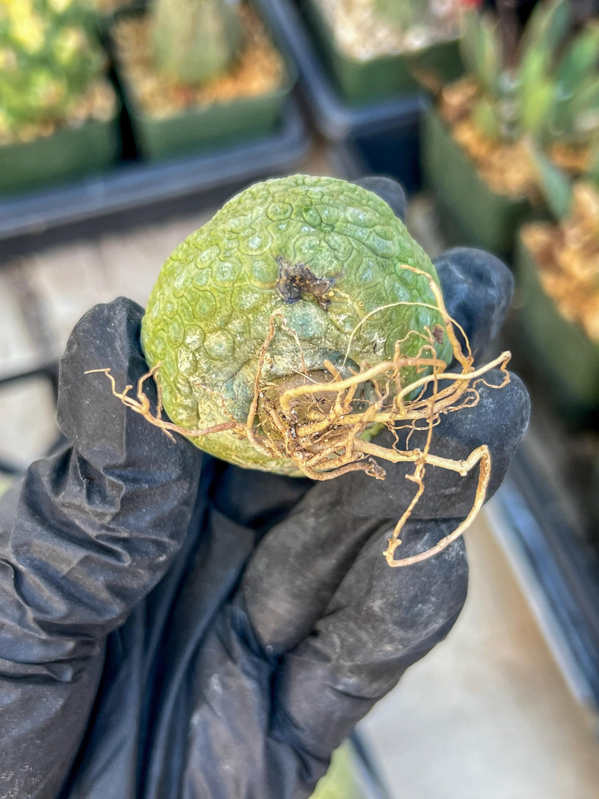 Migiurtinus Balls (#1~2) | Imported Cactus | Rare Succulent