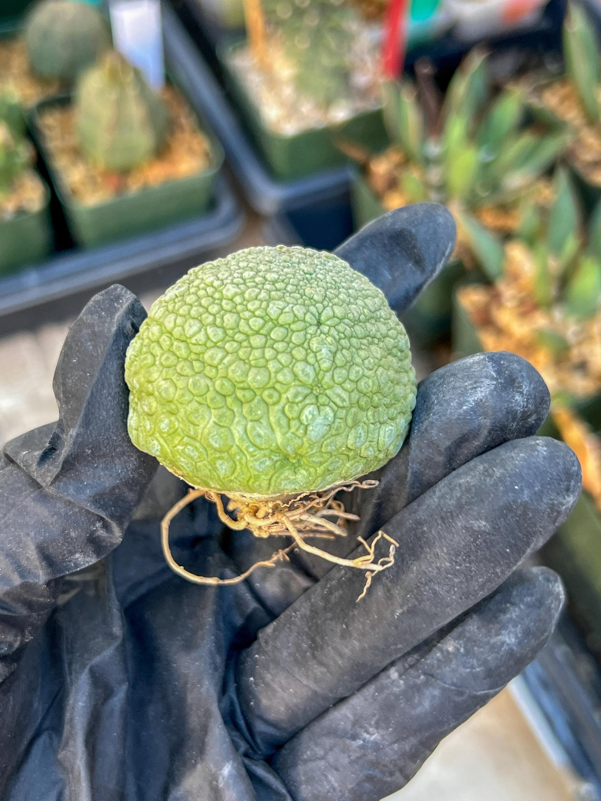 Migiurtinus Balls (#1~2) | Imported Cactus | Rare Succulent