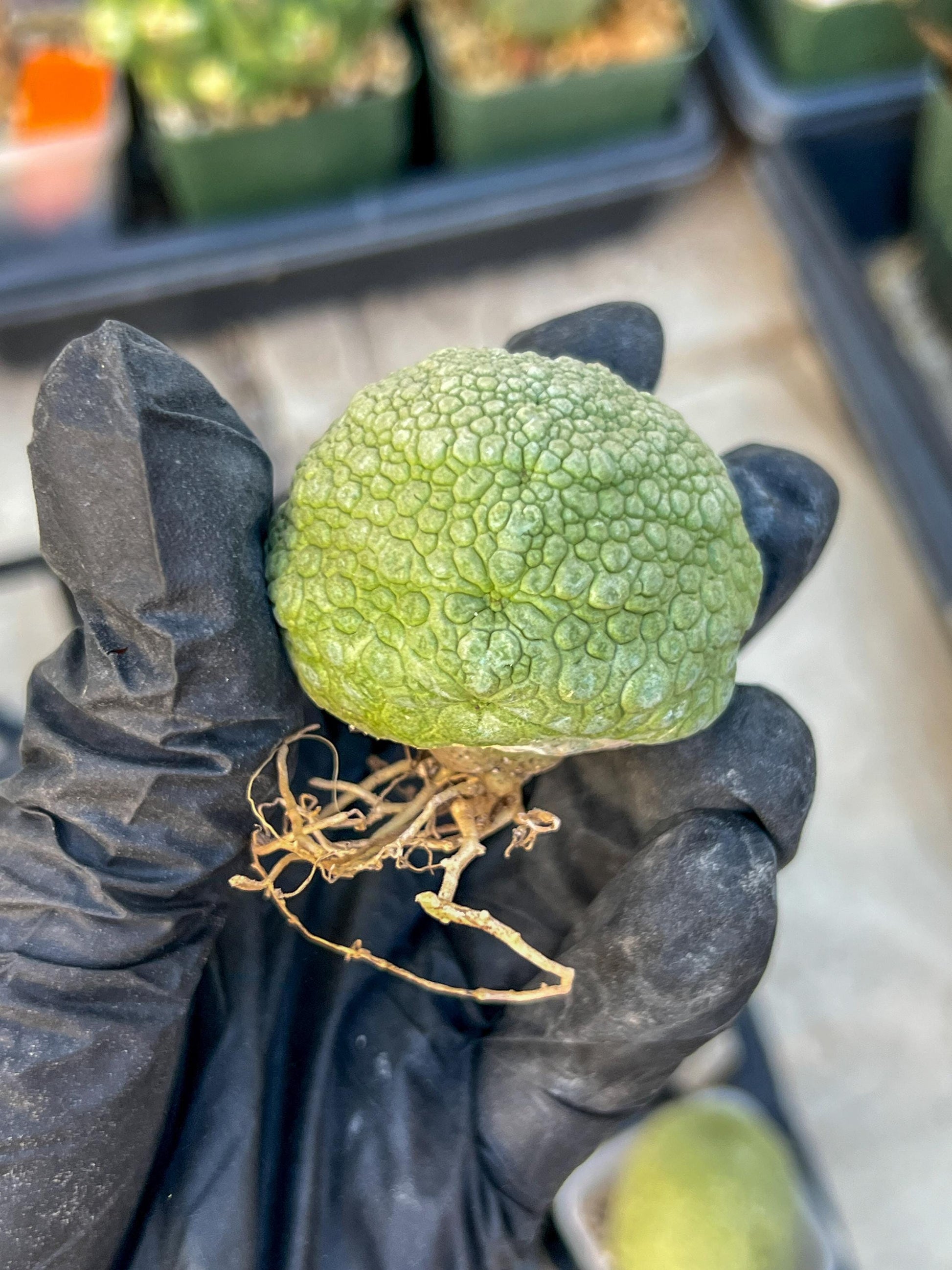 Migiurtinus Balls (#1~2) | Imported Cactus | Rare Succulent