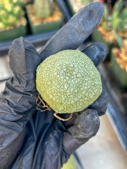 Migiurtinus Balls (#1~2) | Imported Cactus | Rare Succulent