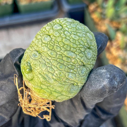 Migiurtinus Balls (#7~8) | Imported Cactus | Rare Succulent