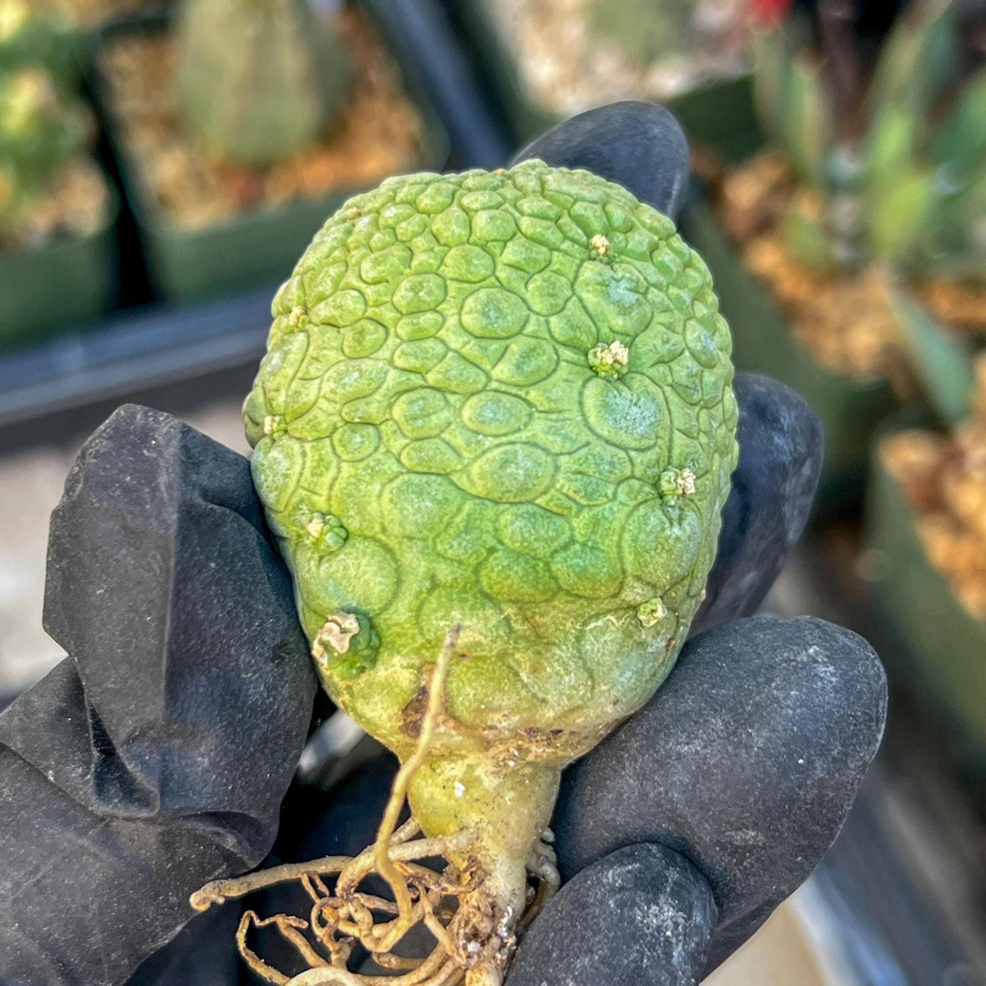 Migiurtinus Balls (#5~6) | Imported Cactus | Rare Succulent