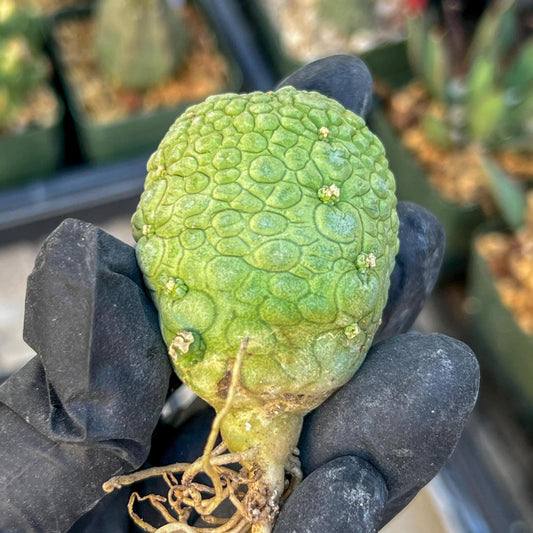 Migiurtinus Balls (#5~6) | Imported Cactus | Rare Succulent