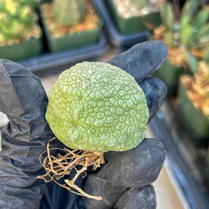 Migiurtinus Balls (#1~2) | Imported Cactus | Rare Succulent