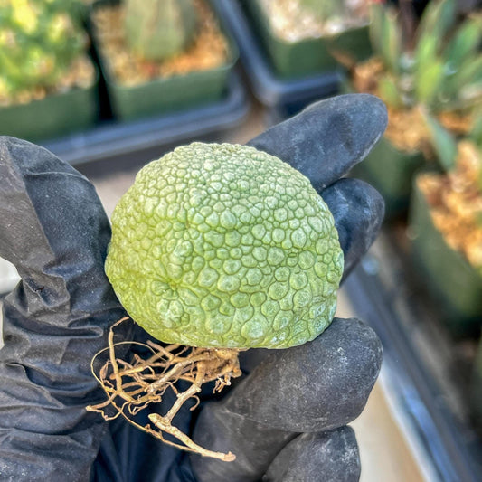 Migiurtinus Balls (#1~2) | Imported Cactus | Rare Succulent