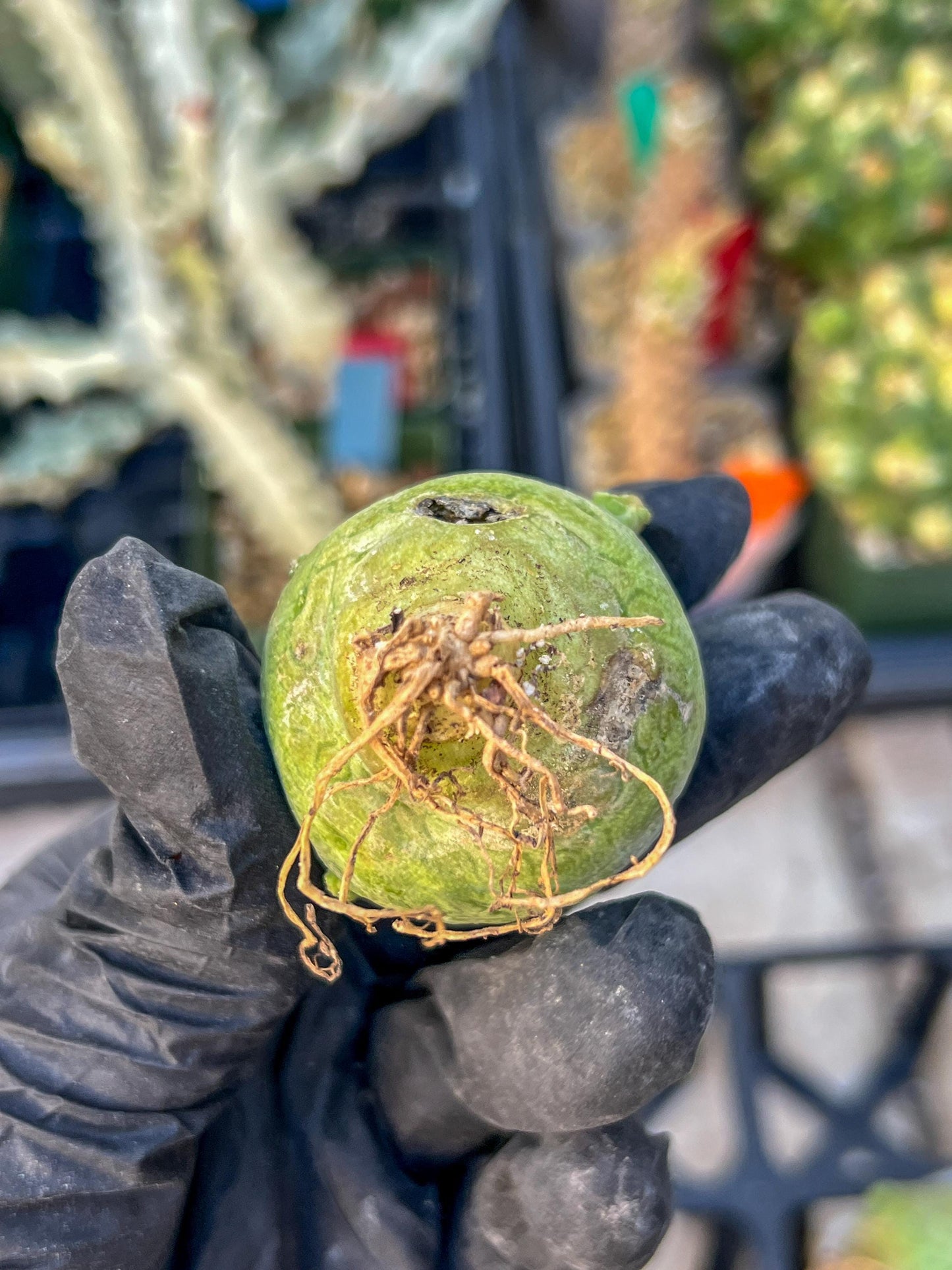 Migiurtinus Balls (#3~4) | Imported Cactus | Rare Succulent