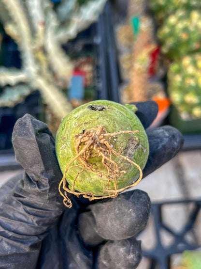 Migiurtinus Balls (#3~4) | Imported Cactus | Rare Succulent