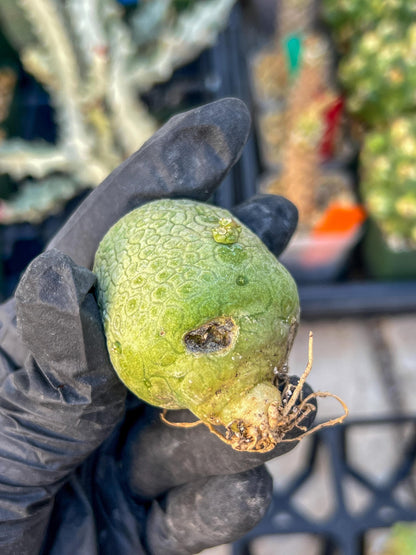 Migiurtinus Balls (#3~4) | Imported Cactus | Rare Succulent