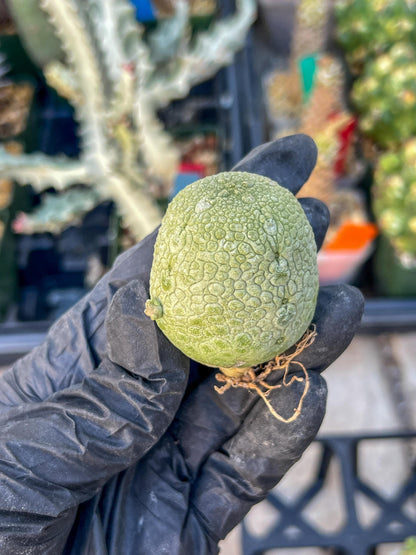 Migiurtinus Balls (#3~4) | Imported Cactus | Rare Succulent