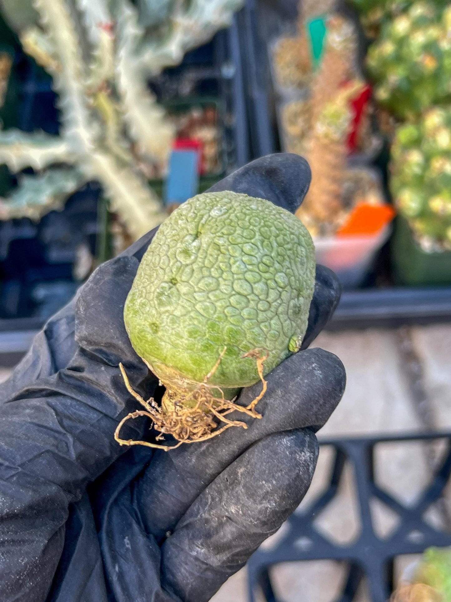 Migiurtinus Balls (#3~4) | Imported Cactus | Rare Succulent