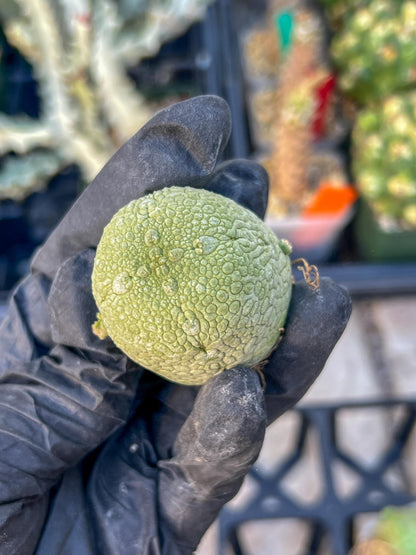 Migiurtinus Balls (#3~4) | Imported Cactus | Rare Succulent