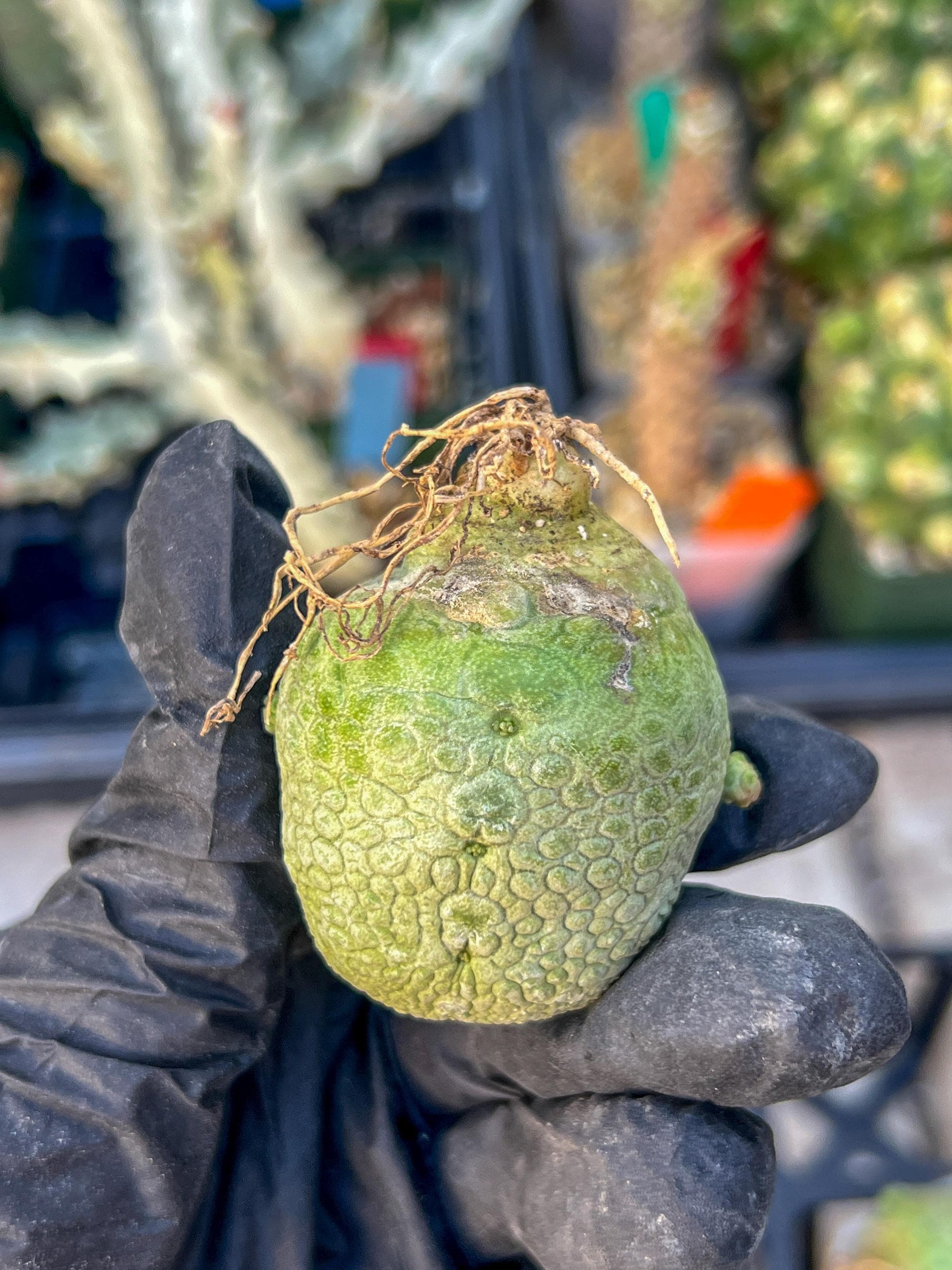 Migiurtinus Balls (#3~4) | Imported Cactus | Rare Succulent