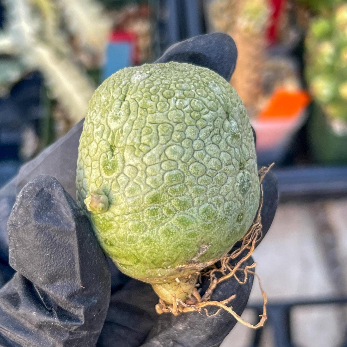 Migiurtinus Balls (#3~4) | Imported Cactus | Rare Succulent