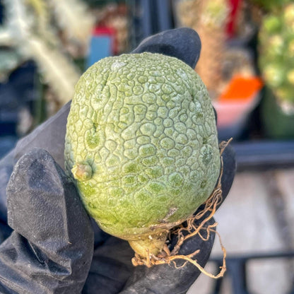 Migiurtinus Balls (#3~4) | Imported Cactus | Rare Succulent