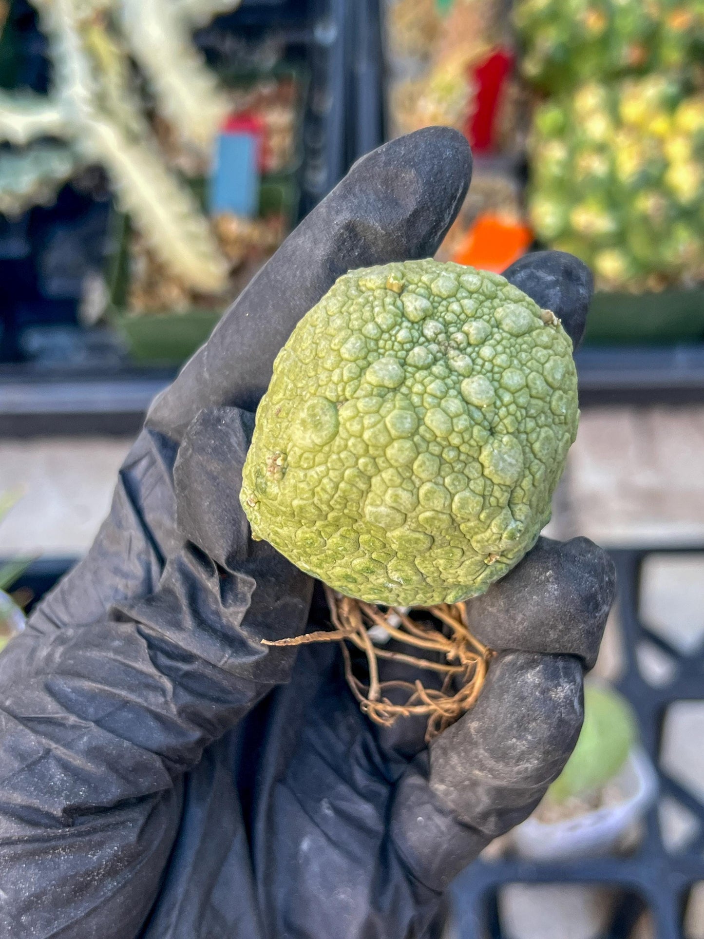 Pseudolithos Migiurtinus Balls (#4) | Imported Cactus