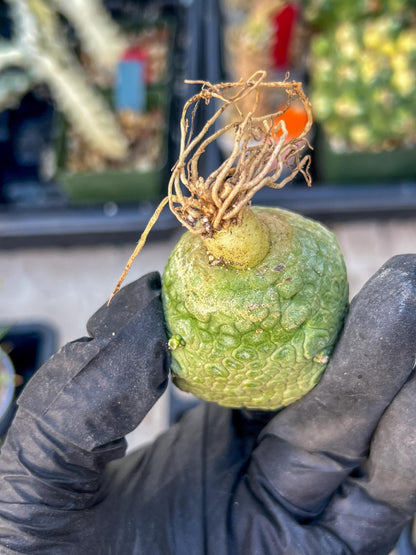 Pseudolithos Migiurtinus Balls (#4) | Imported Cactus