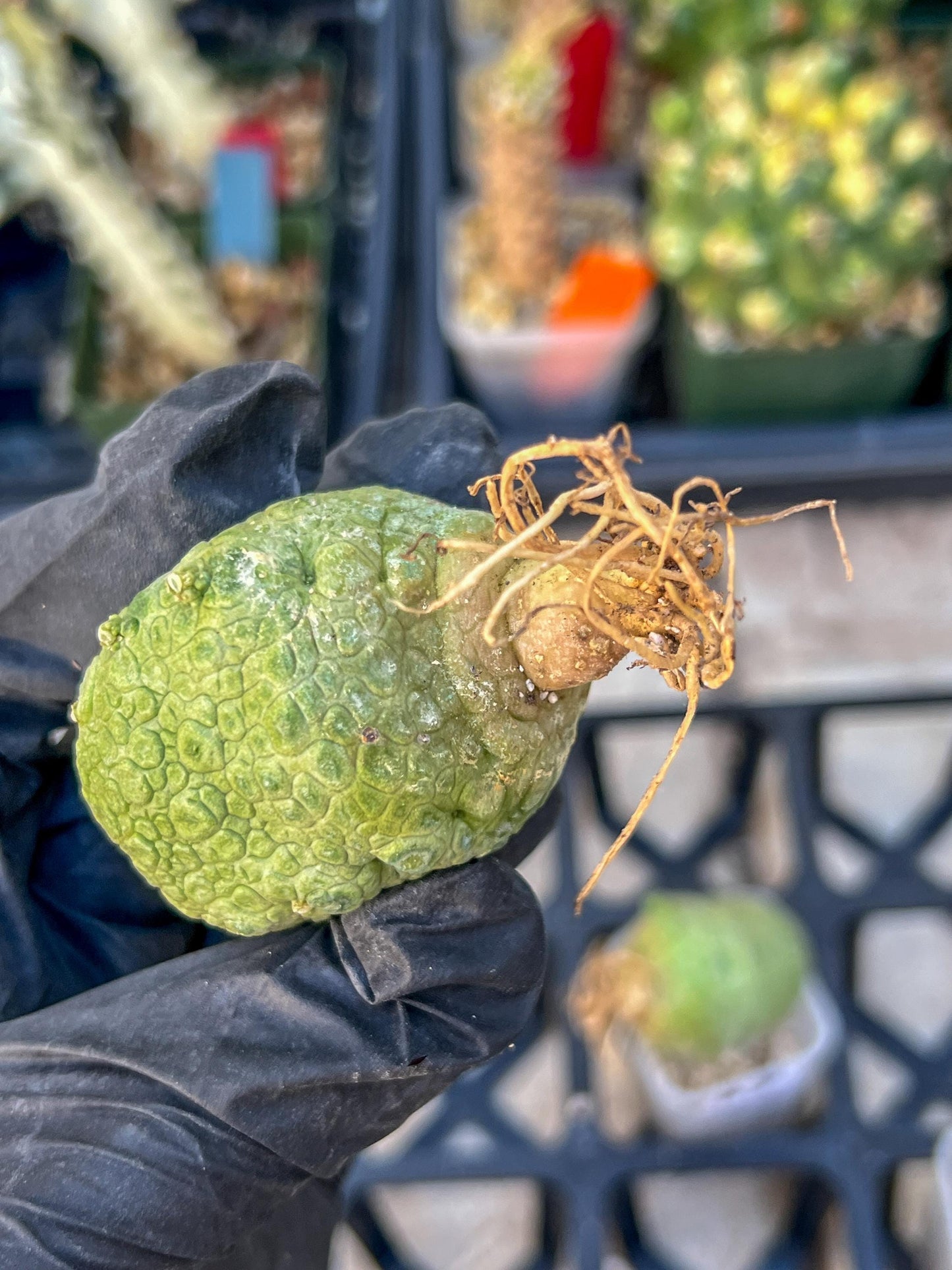 Pseudolithos Migiurtinus Balls (#4) | Imported Cactus