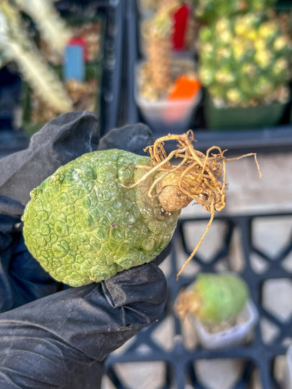 Pseudolithos Migiurtinus Balls (#4) | Imported Cactus