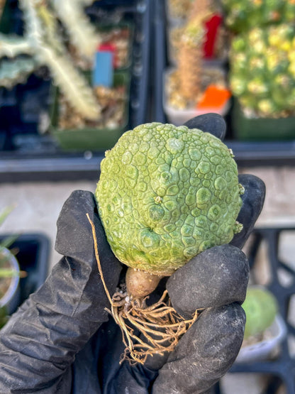 Pseudolithos Migiurtinus Balls (#4) | Imported Cactus