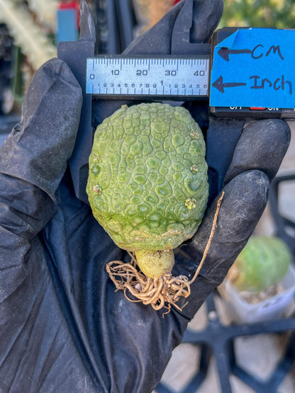 Pseudolithos Migiurtinus Balls (#4) | Imported Cactus