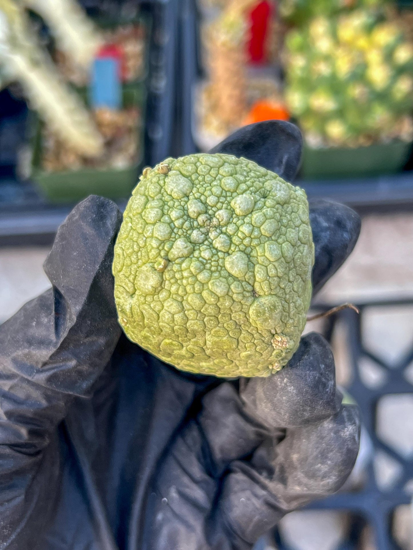 Pseudolithos Migiurtinus Balls (#4) | Imported Cactus