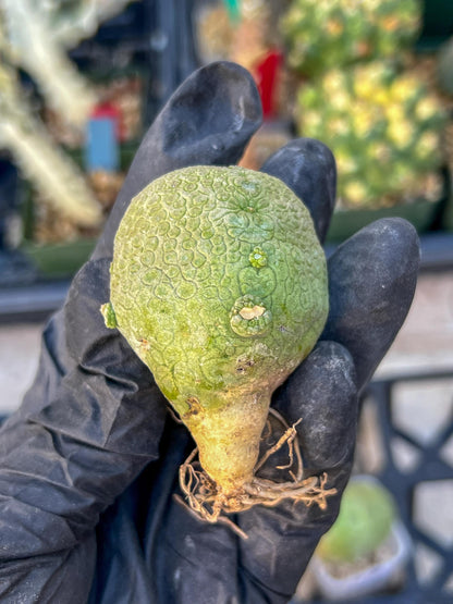 Pseudolithos Migiurtinus (#3) | Minor Scar