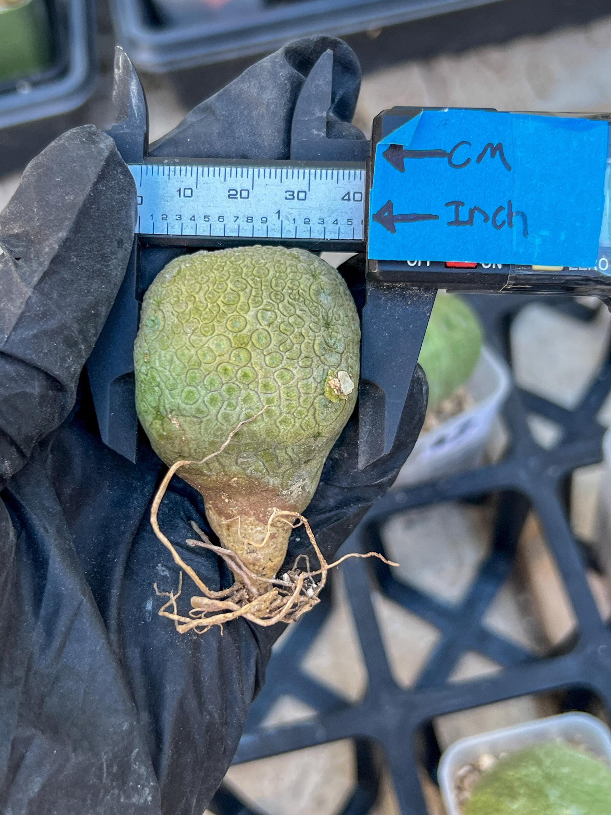 Pseudolithos Migiurtinus (#3) | Minor Scar