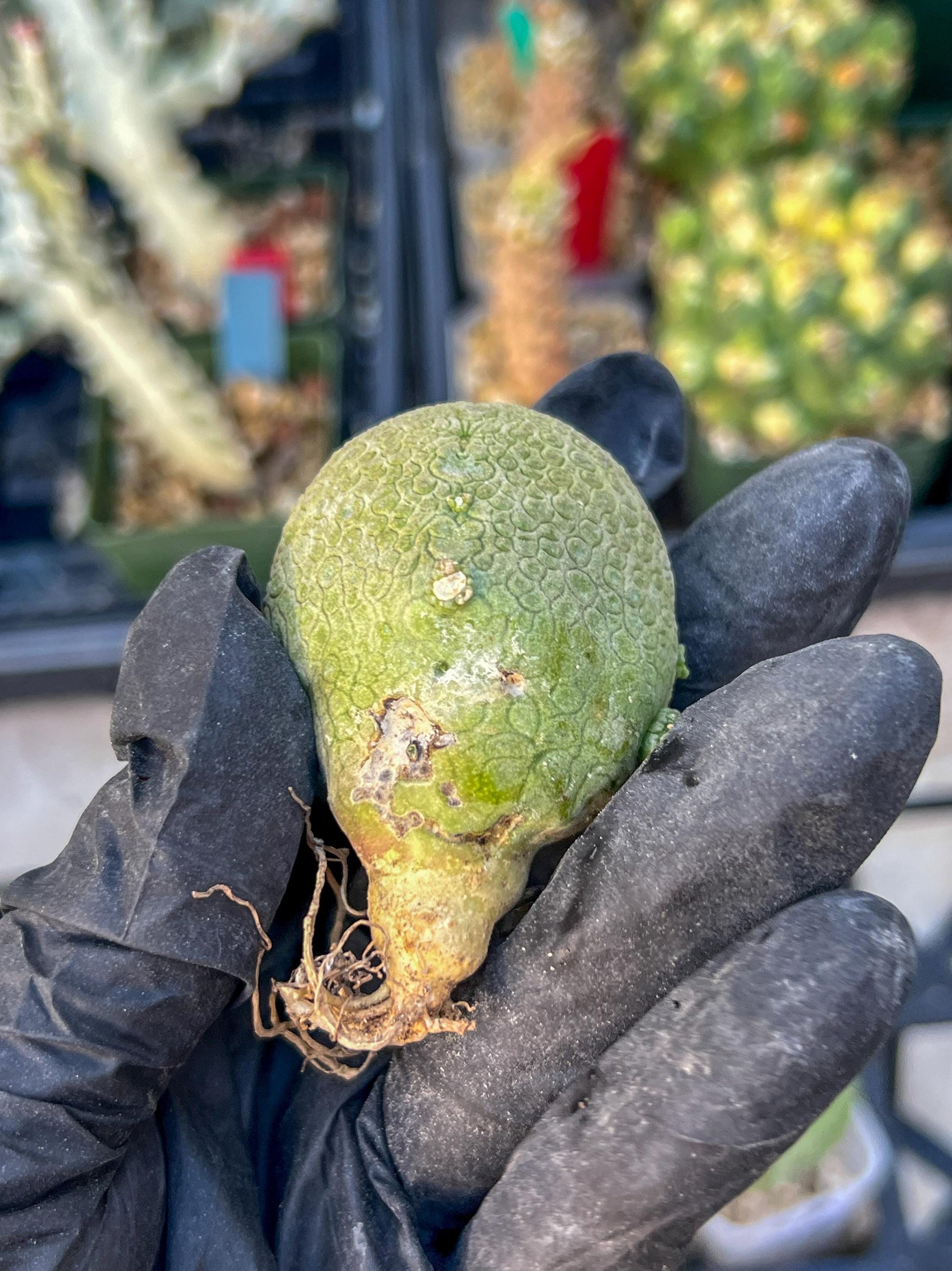 Pseudolithos Migiurtinus (#3) | Minor Scar