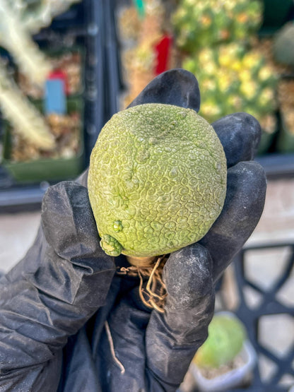 Pseudolithos Migiurtinus (#3) | Minor Scar