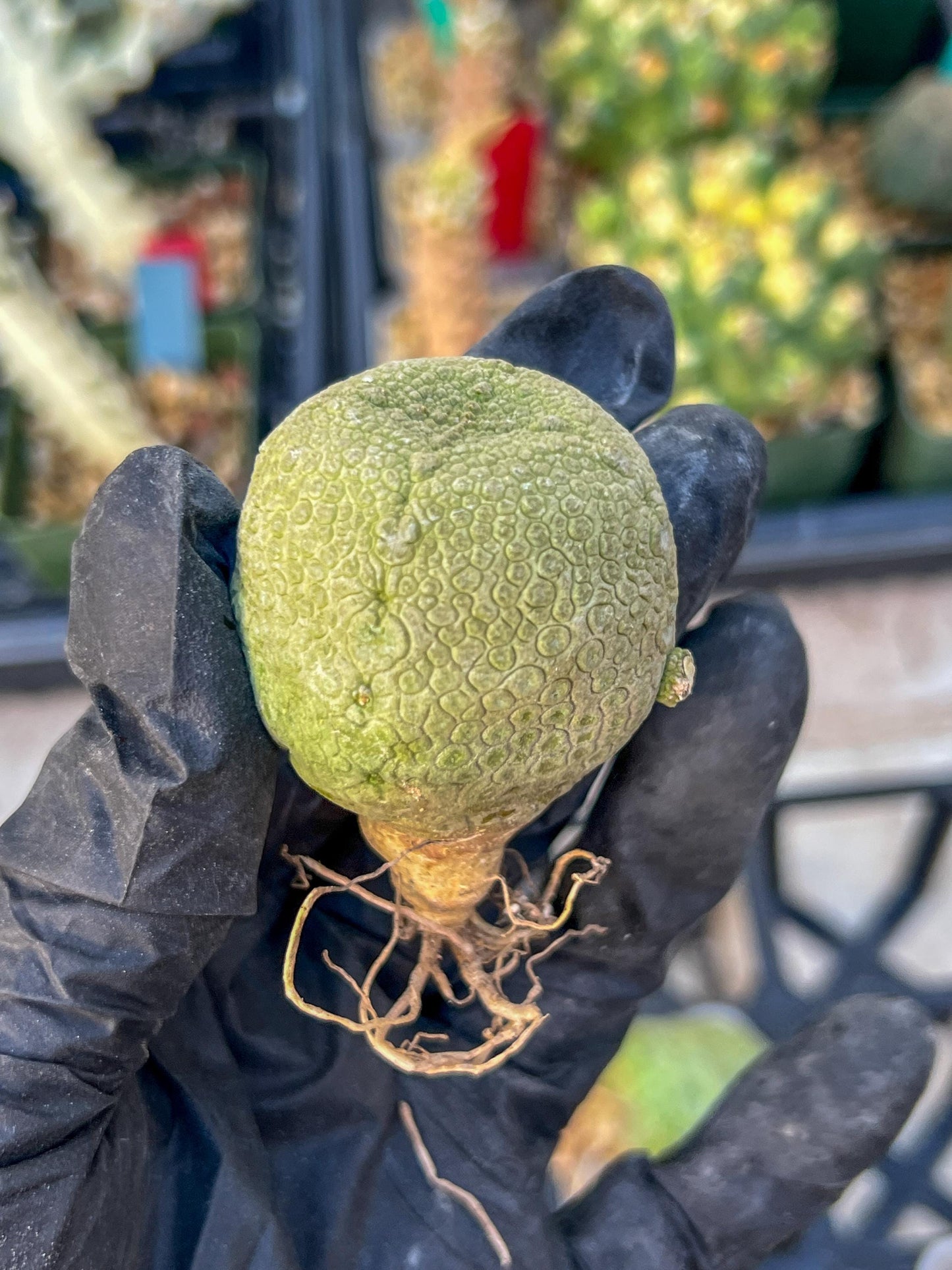 Pseudolithos Migiurtinus (#3) | Minor Scar