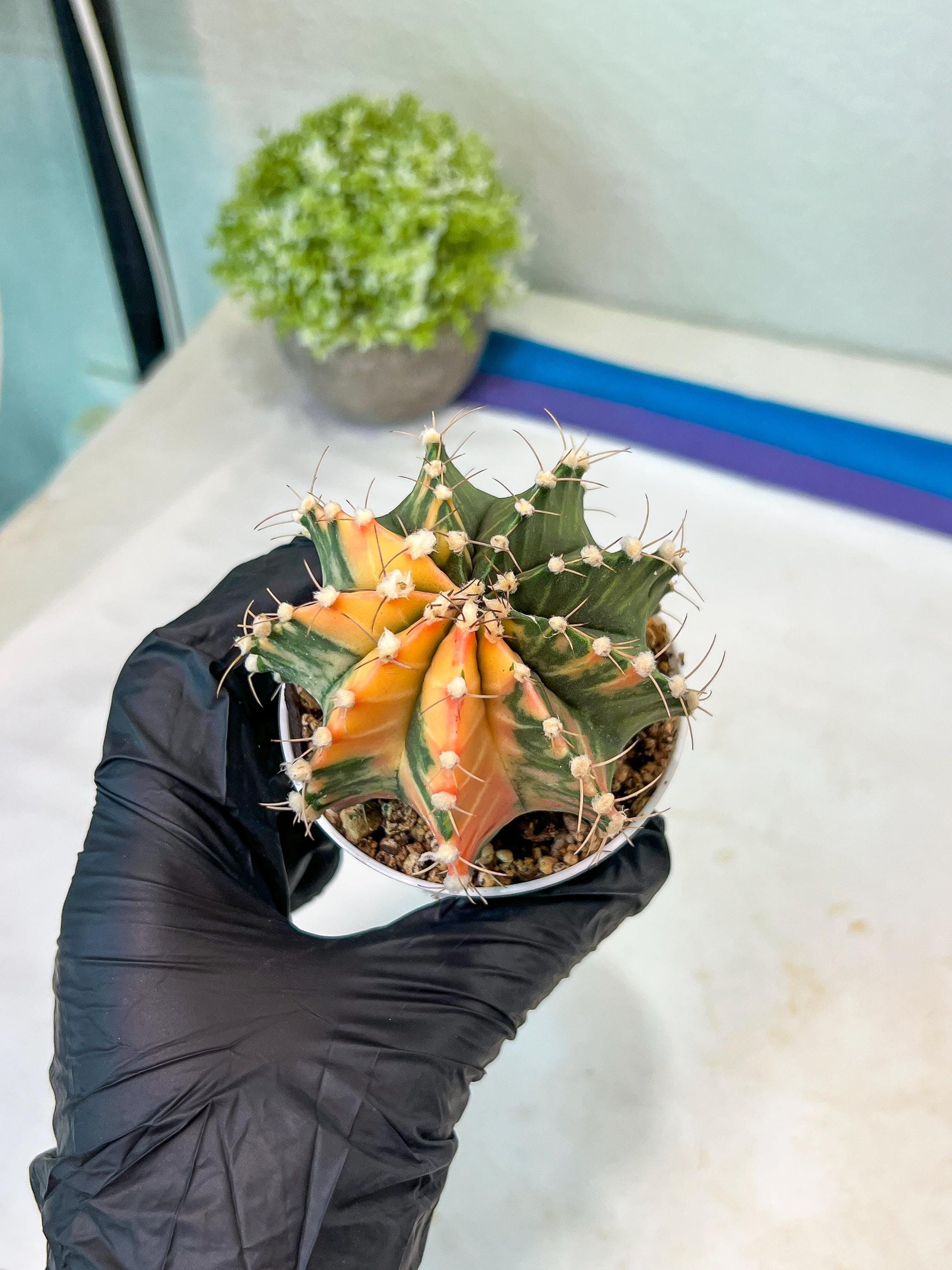 Gymnocalycium Mihanovichii Var (#G1) (B1) | Rare sucuclent