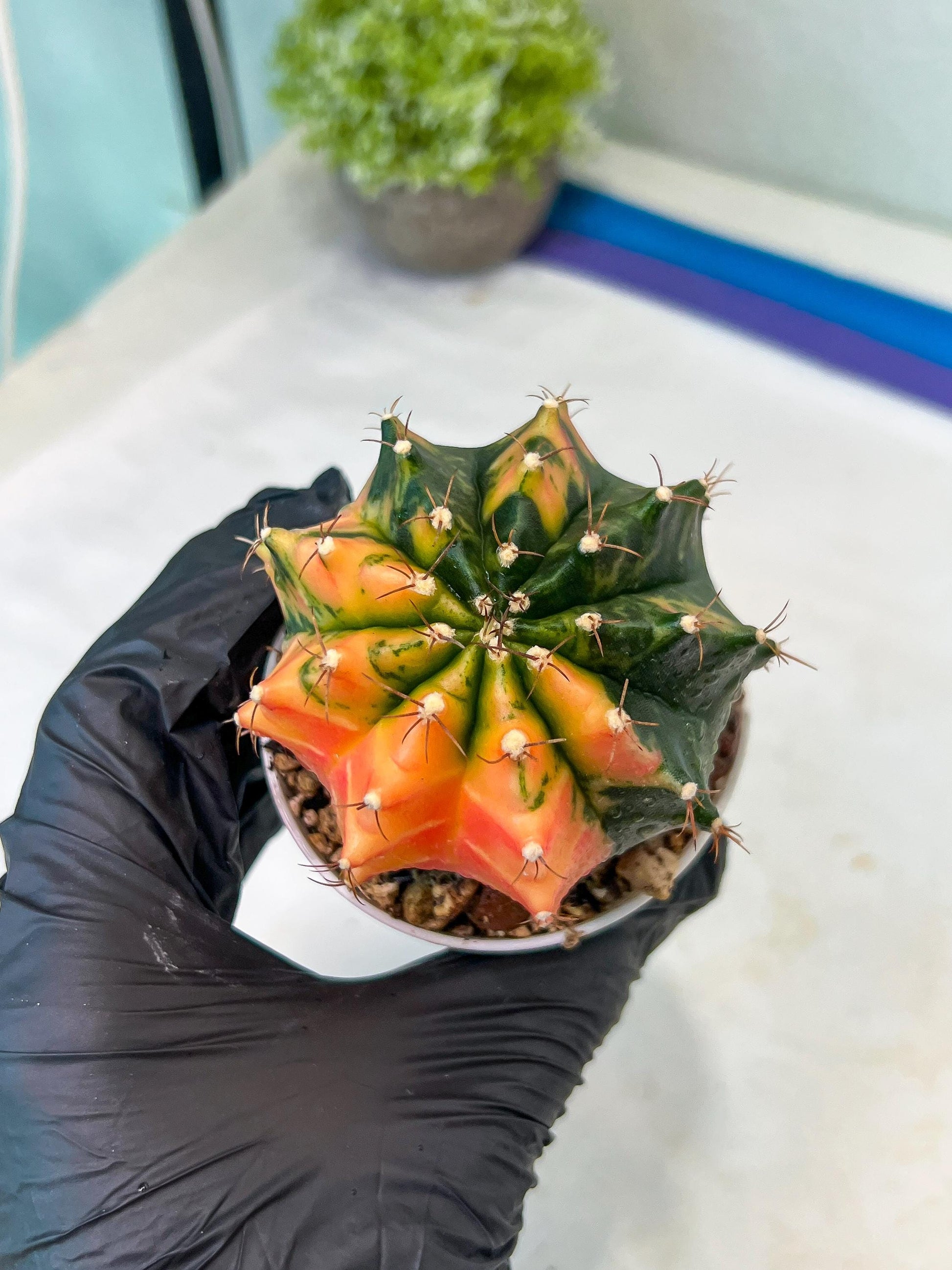 Gymnocalycium Mihanovichii Var (#G1) (B2) | Rare sucuclent