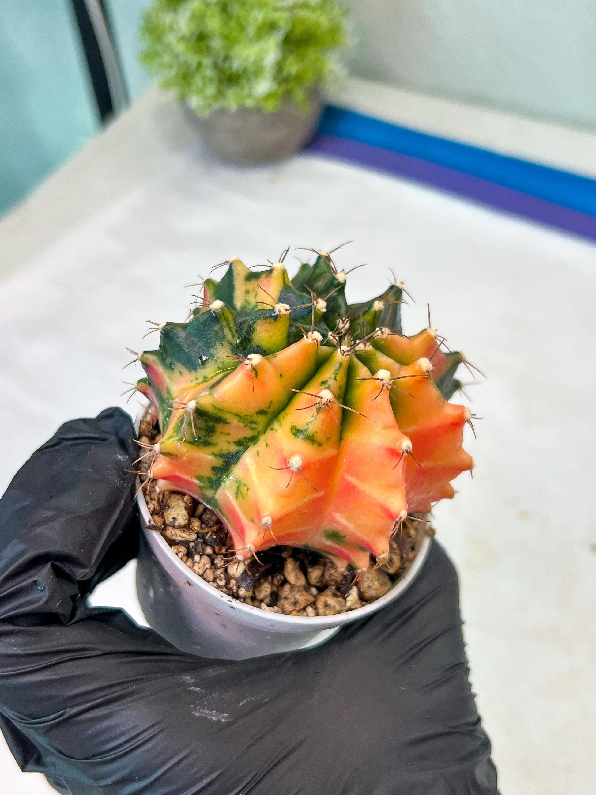 Gymnocalycium Mihanovichii Var (#G1) (B2) | Rare sucuclent