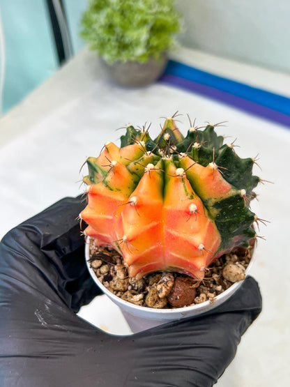 Gymnocalycium Mihanovichii Var (#G1) (B2) | Rare sucuclent