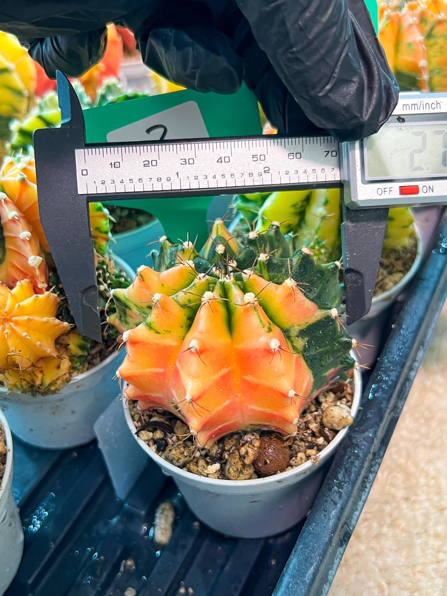 Gymnocalycium Mihanovichii Var (#G1) (B2) | Rare sucuclent