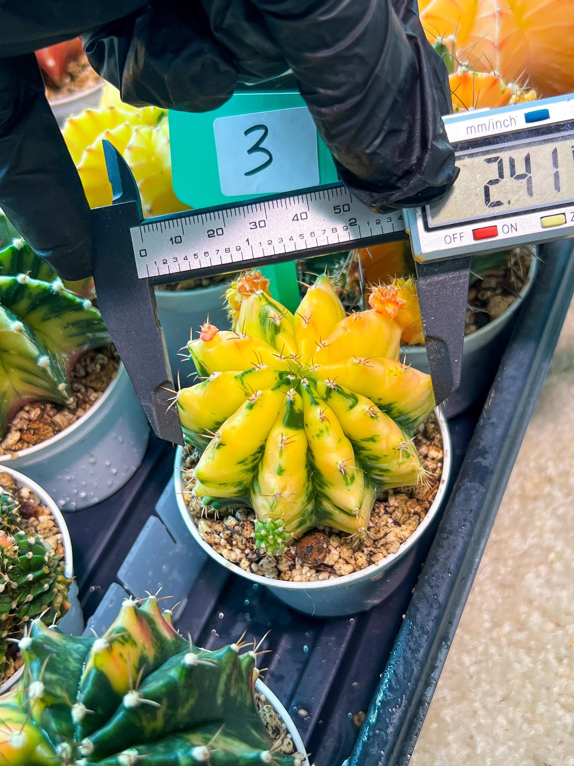 Gymnocalycium Mihanovichii Var (#G1) (B3) | Rare sucuclent