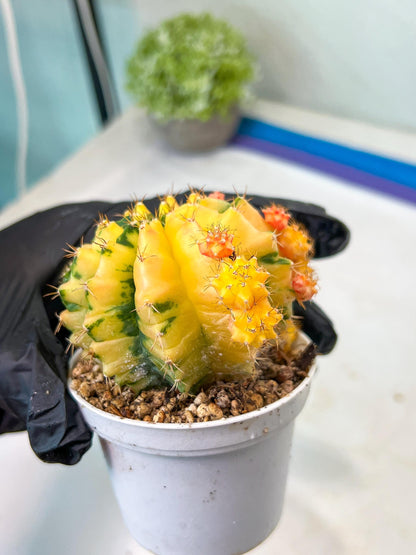 Gymnocalycium Mihanovichii Var (#G1) (B3) | Rare sucuclent