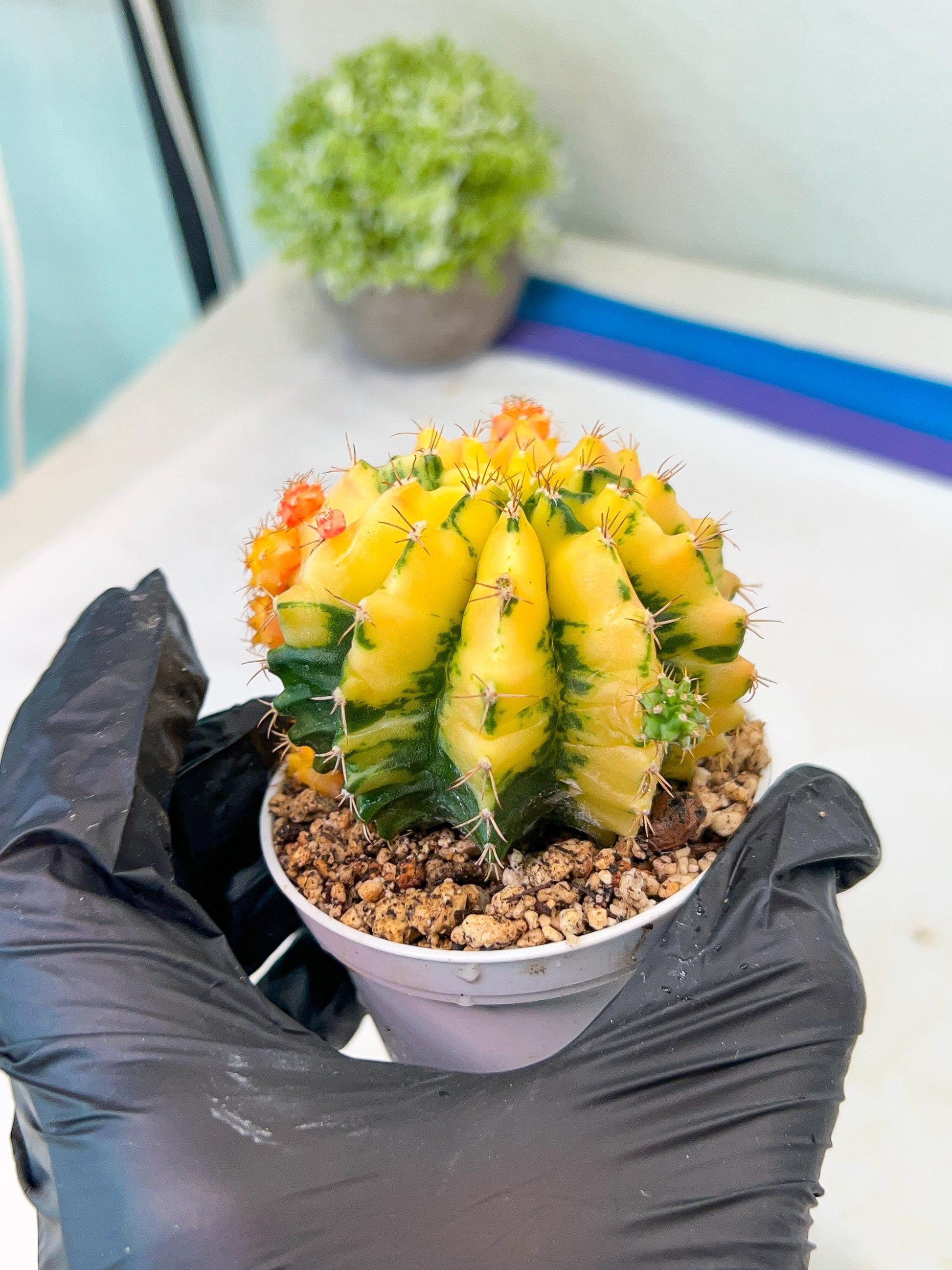 Gymnocalycium Mihanovichii Var (#G1) (B3) | Rare sucuclent