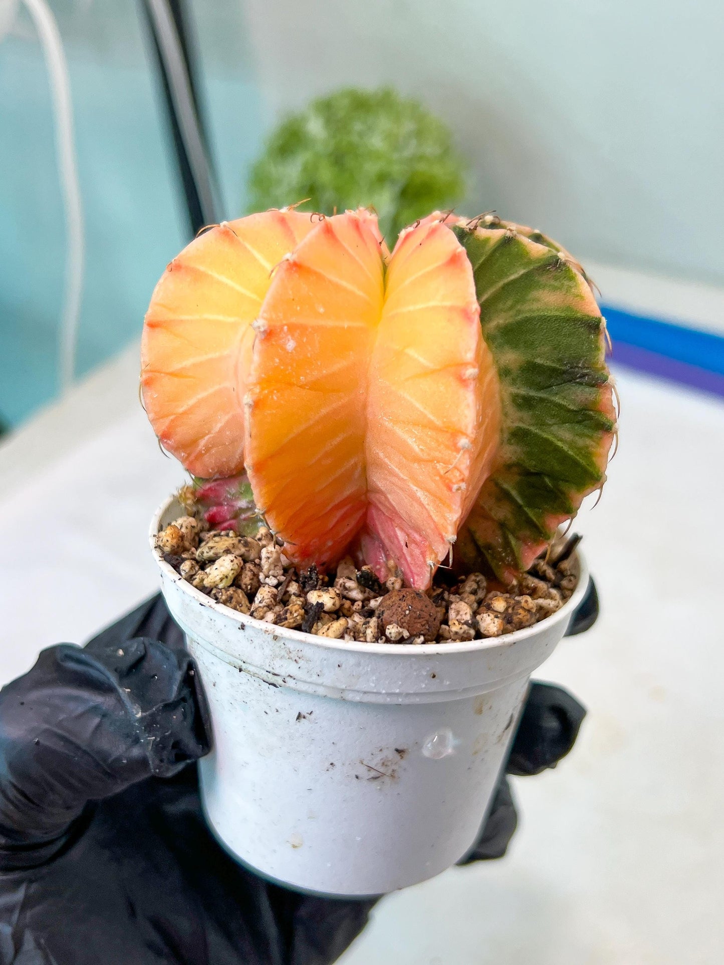 Gymnocalycium Mihanovichii Var (#G1) (B5) | Rare sucuclent