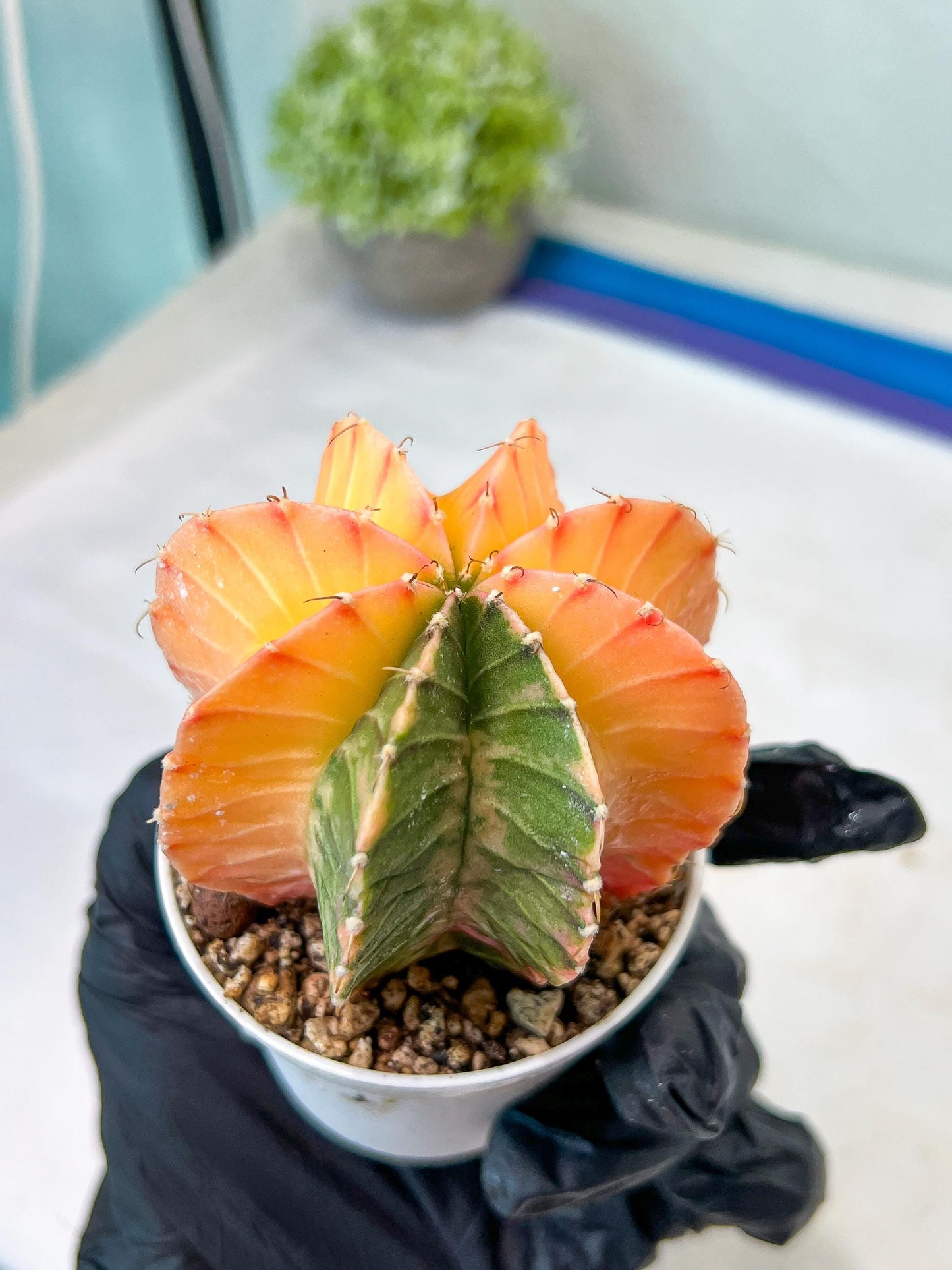 Gymnocalycium Mihanovichii Var (#G1) (B5) | Rare sucuclent