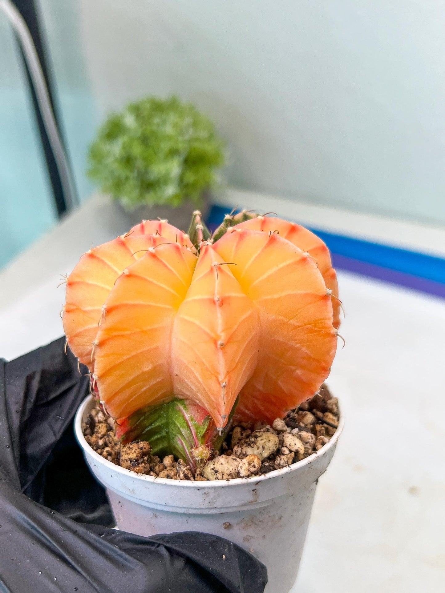 Gymnocalycium Mihanovichii Var (#G1) (B5) | Rare sucuclent